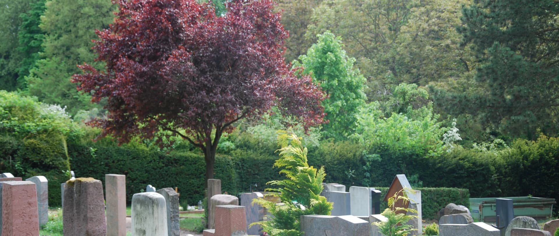 Grabsteine auf einem Friedhof, umgeben von Hecken, Bäumen und einem rotlaubigen Baum