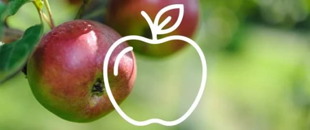 Rote Äpfel am Baum, überlagert mit einem Apfel-Symbol als Grafik