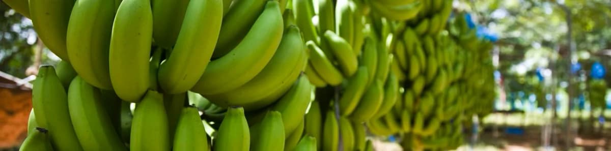 Bild von Fairtrade-Bananen