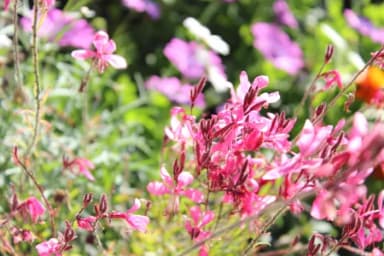 Pflanzen im Rokokogarten in Veitshöcheim