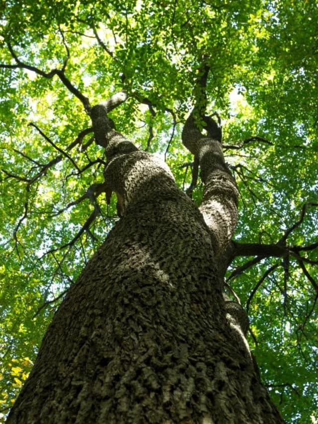 Baumführung im Lohrer Stadtpark