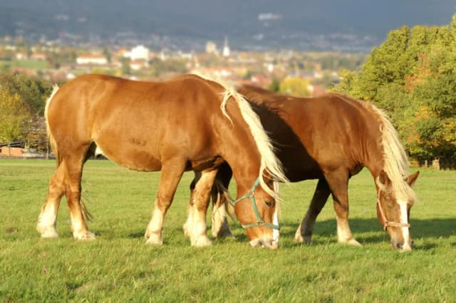 Pferde auf der Weide beim Forsthaus Aurora