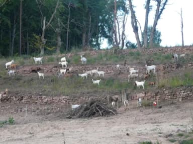 Ziegenherde weidet auf terrassierten Trockenmauern an einem bewaldeten Hang.