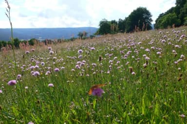 Blühende Wiese mit lila Blumen und Schmetterling vor bewaldeten Hügeln