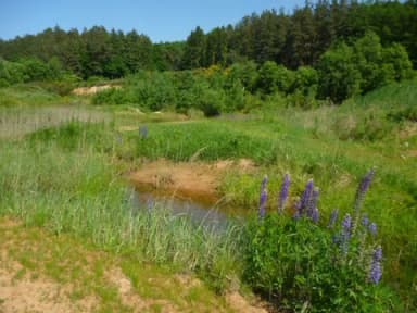 Feuchtbiotop mit kleinem Teich, Sandflächen, Gräsern und blühenden Lupinen, umgeben von Wald.
