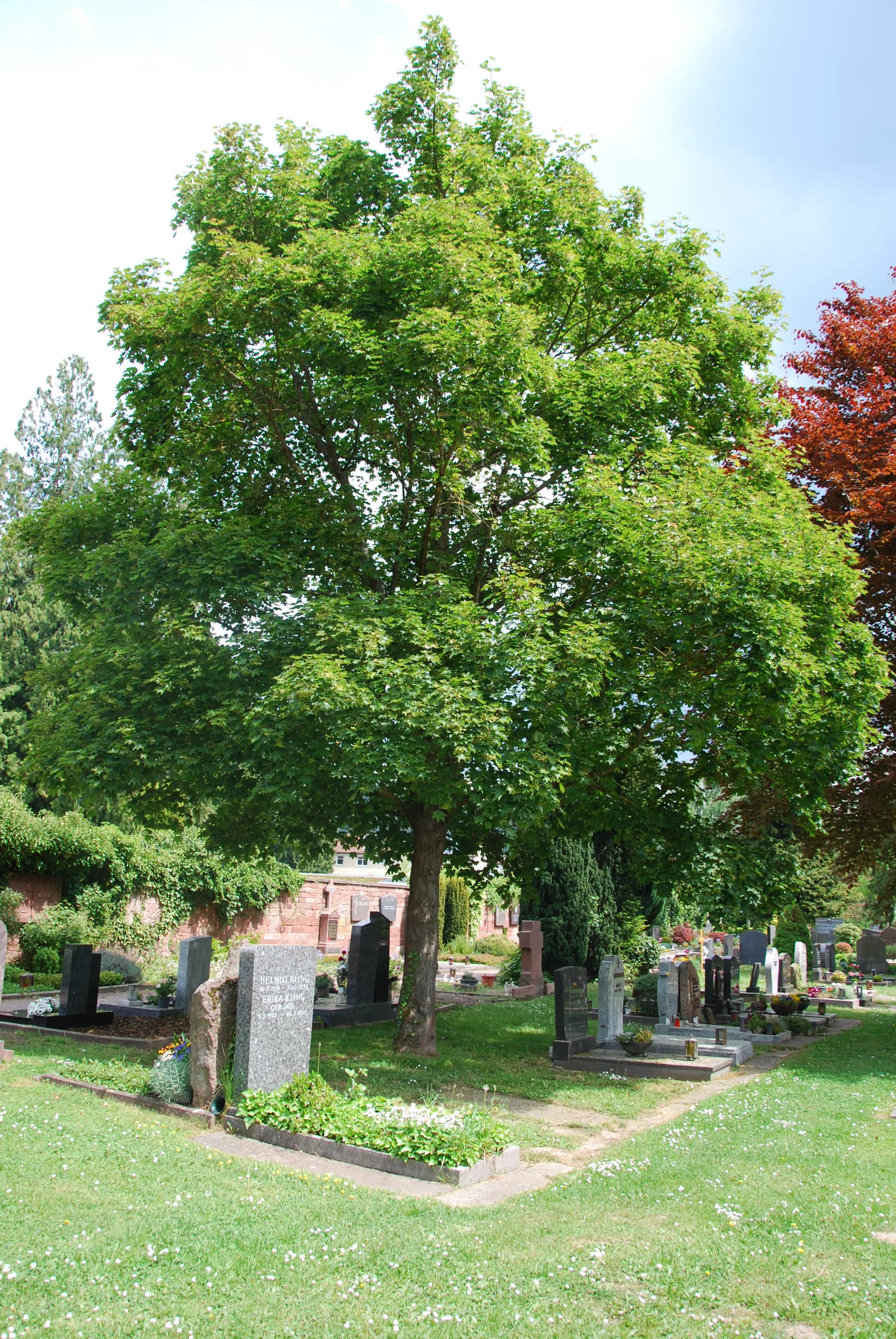Großer Spitzahorn auf einem Friedhof, umgeben von Grabsteinen und grünen Rasenflächen.