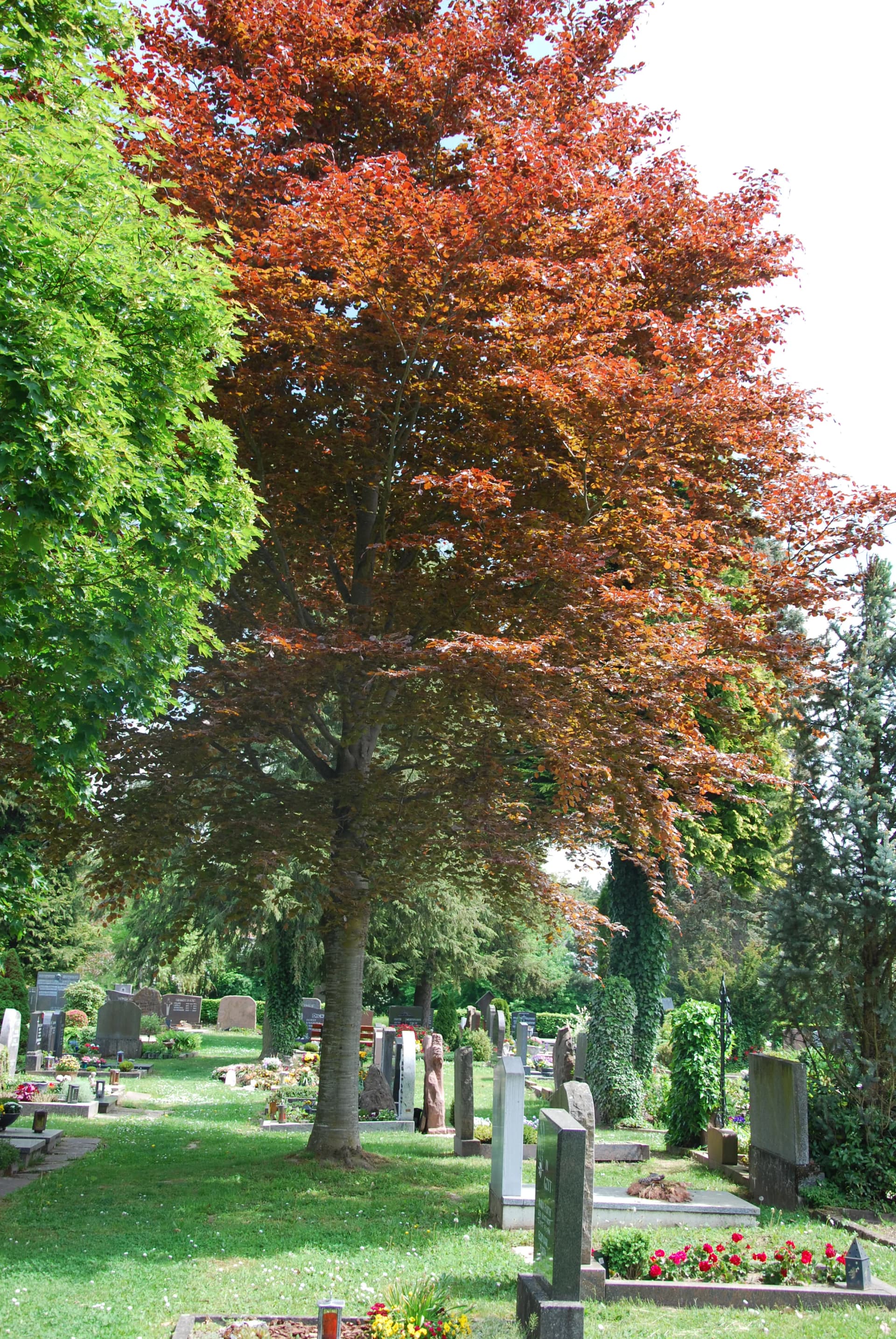 Rotbuche mit rotbraunem Laub auf einem Friedhof, umgeben von Grabsteinen und Grünanlagen