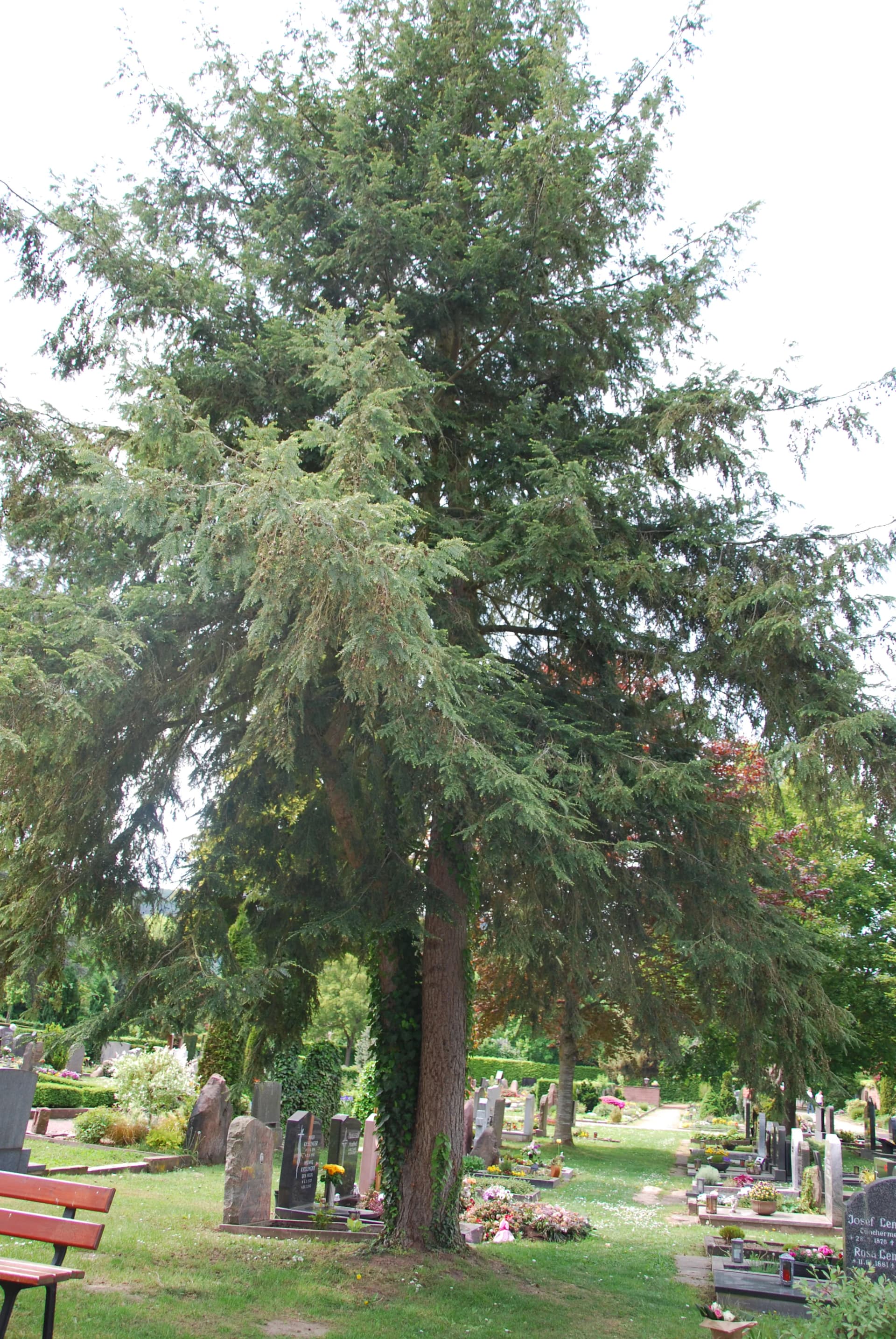 Große Hemlocktanne auf einem Friedhof, umgeben von Grabsteinen und Grünflächen