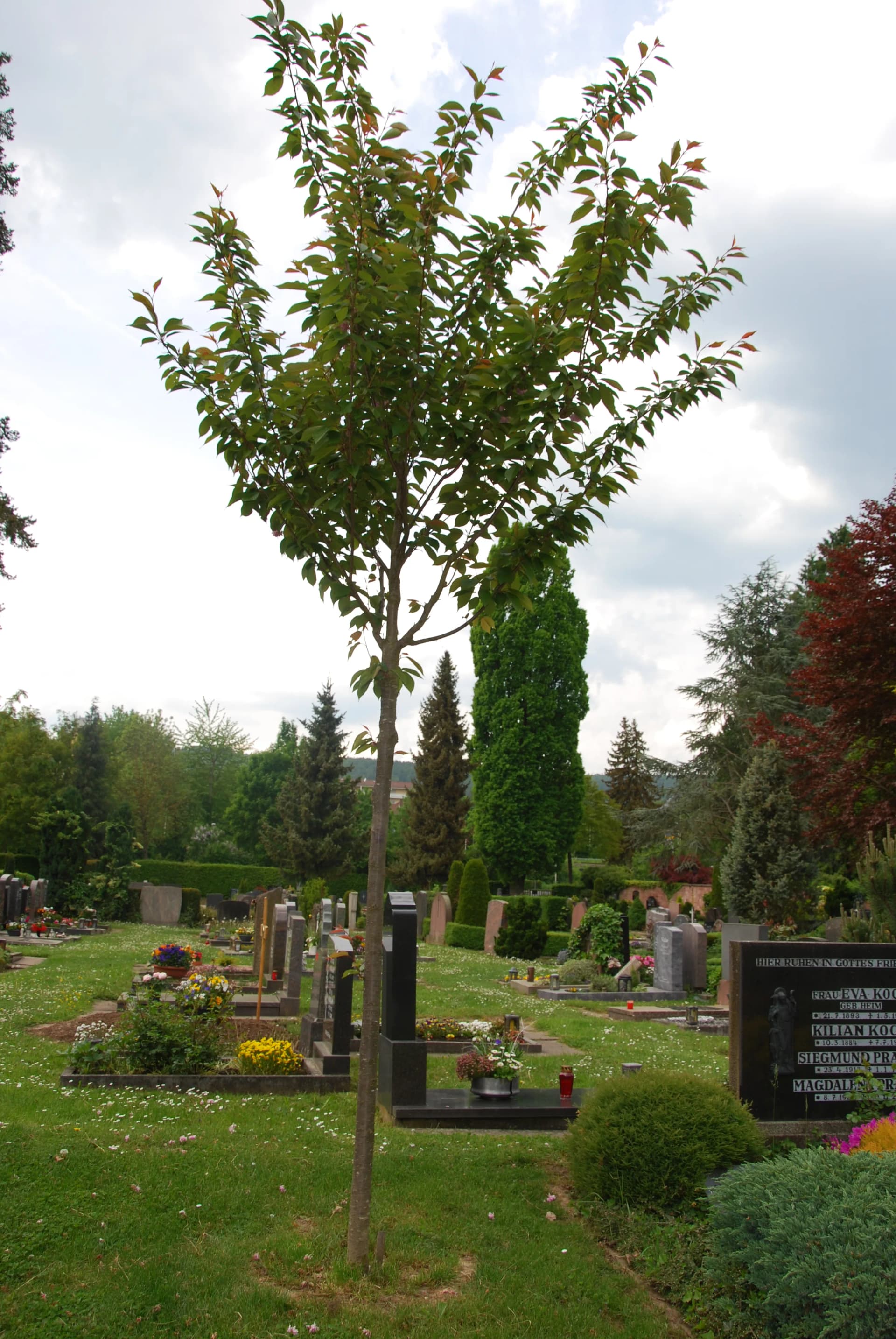 Friedhof mit Grabsteinen, Hecken und einem japanischen Blütenkirschbaum