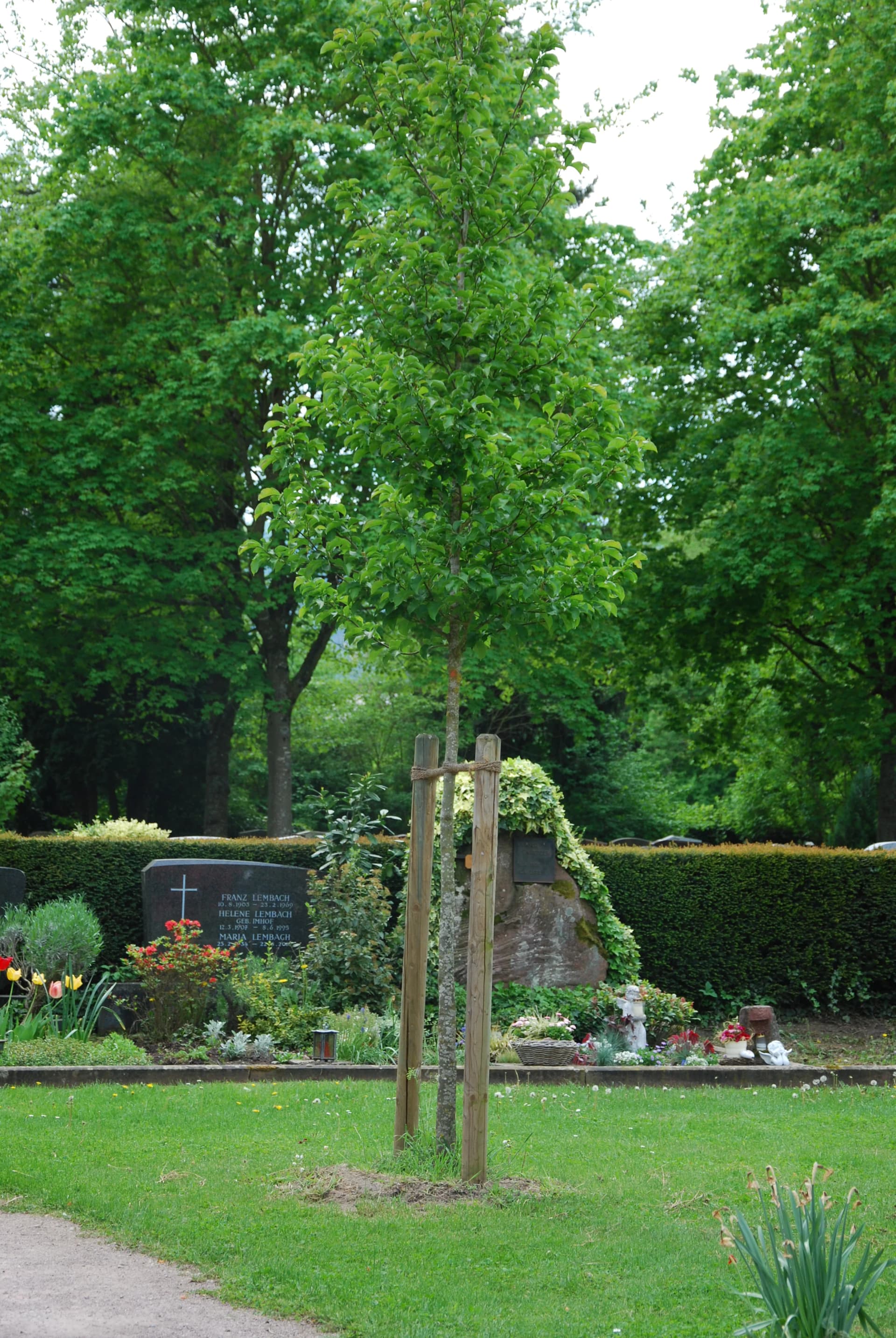 Friedhof mit Grabsteinen, Blumenbeeten und einem großen Baum, umgeben von Rasenflächen und einer Hecke.