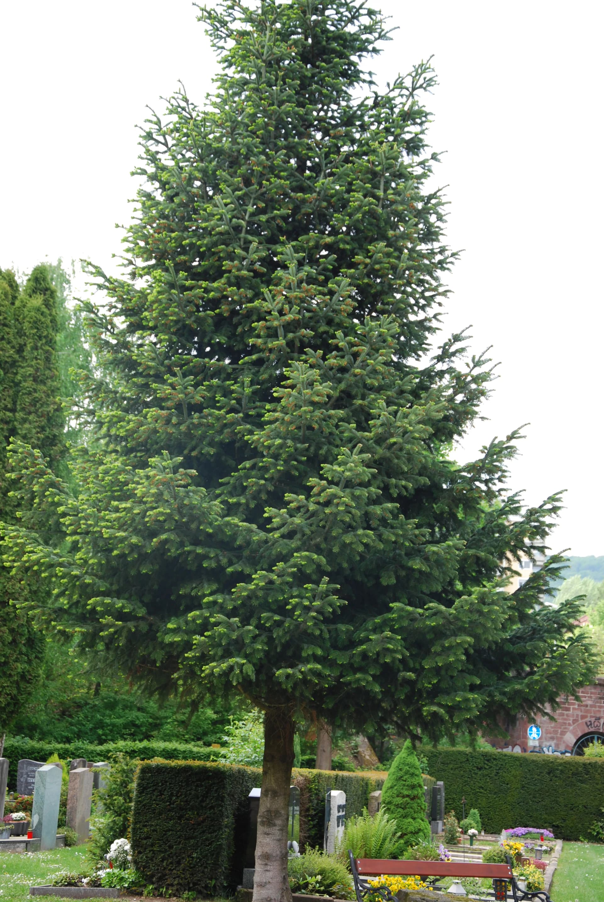 Große Weißtanne auf einem Friedhof zwischen Gräbern und Hecken