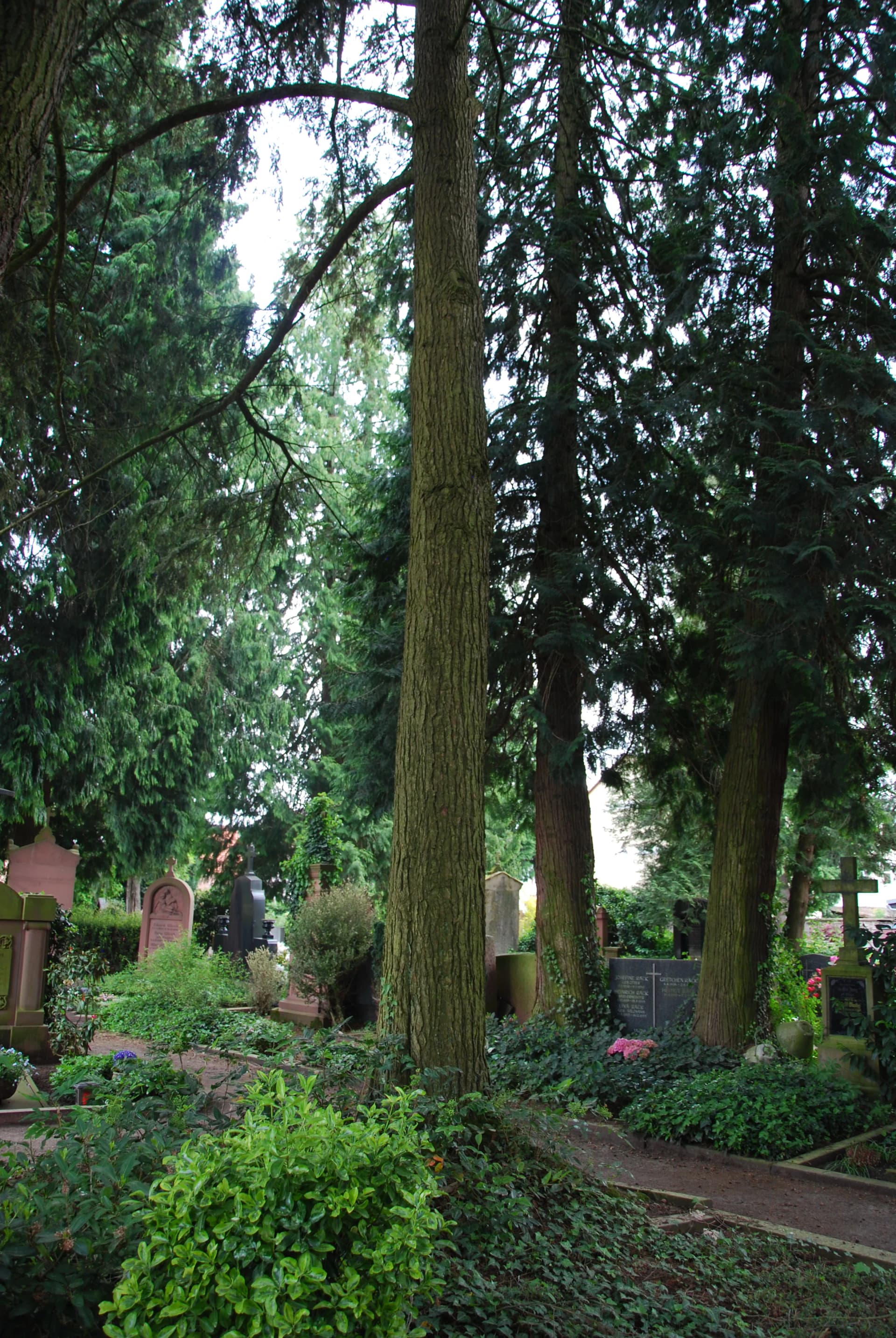 Friedhof mit hohen Thuja-Bäumen und efeubewachsenen Grabsteinen zwischen grünen Pflanzen