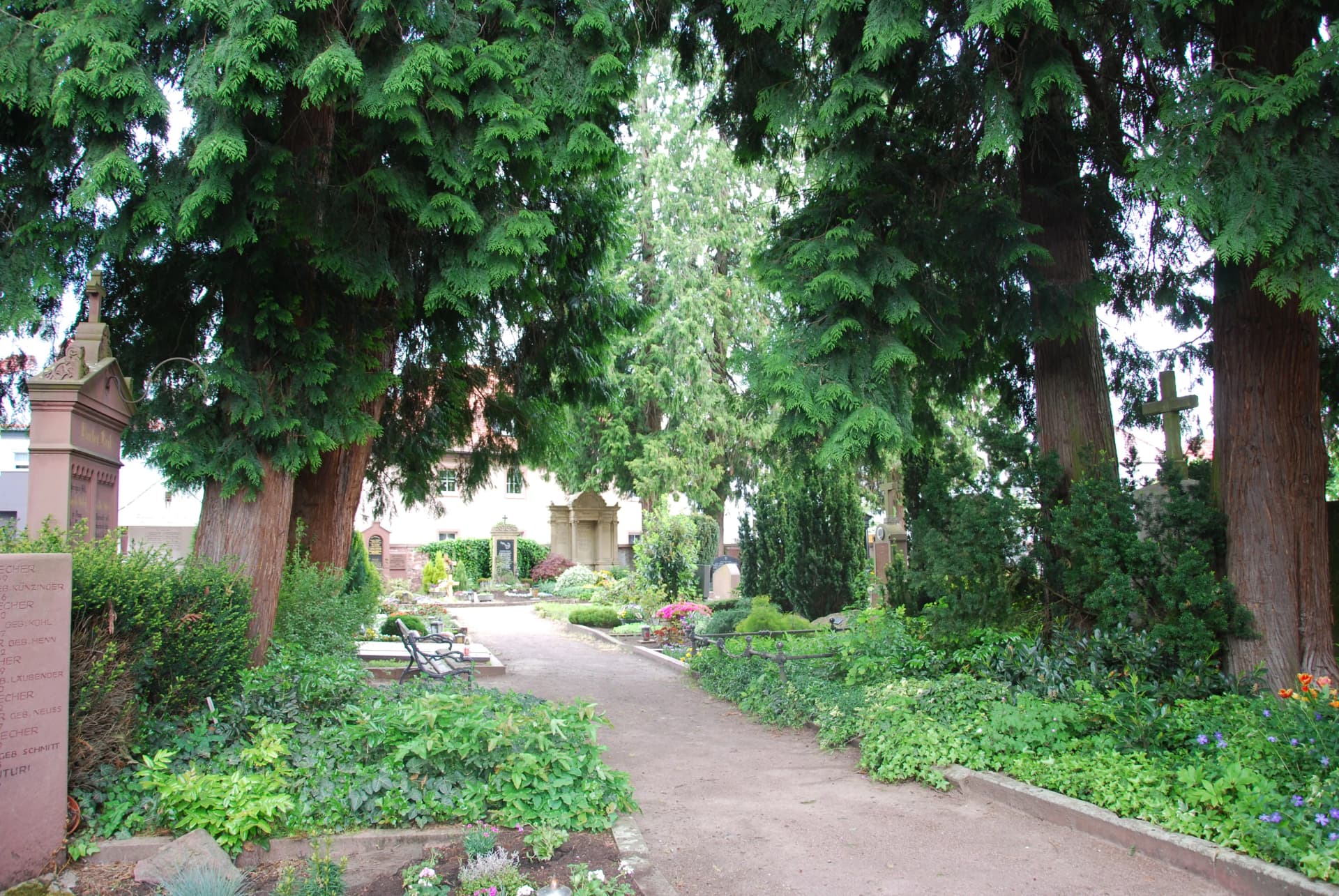 Von hohen Bäumen gesäumter Weg auf einem Friedhof mit Grabsteinen und Grünbepflanzung