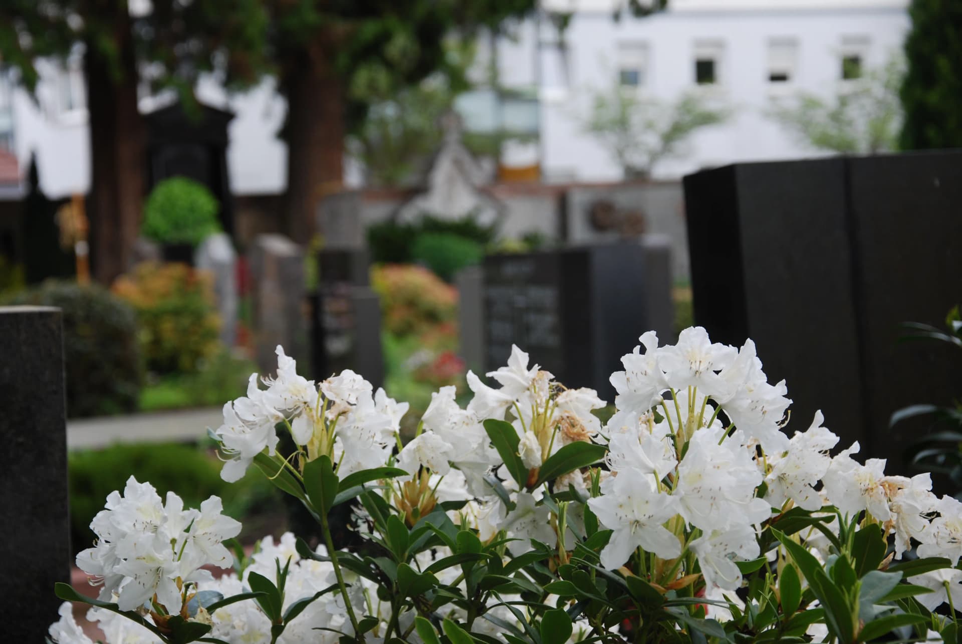 Blühender weißer Rhododendron auf einem Friedhof mit Grabsteinen im Hintergrund