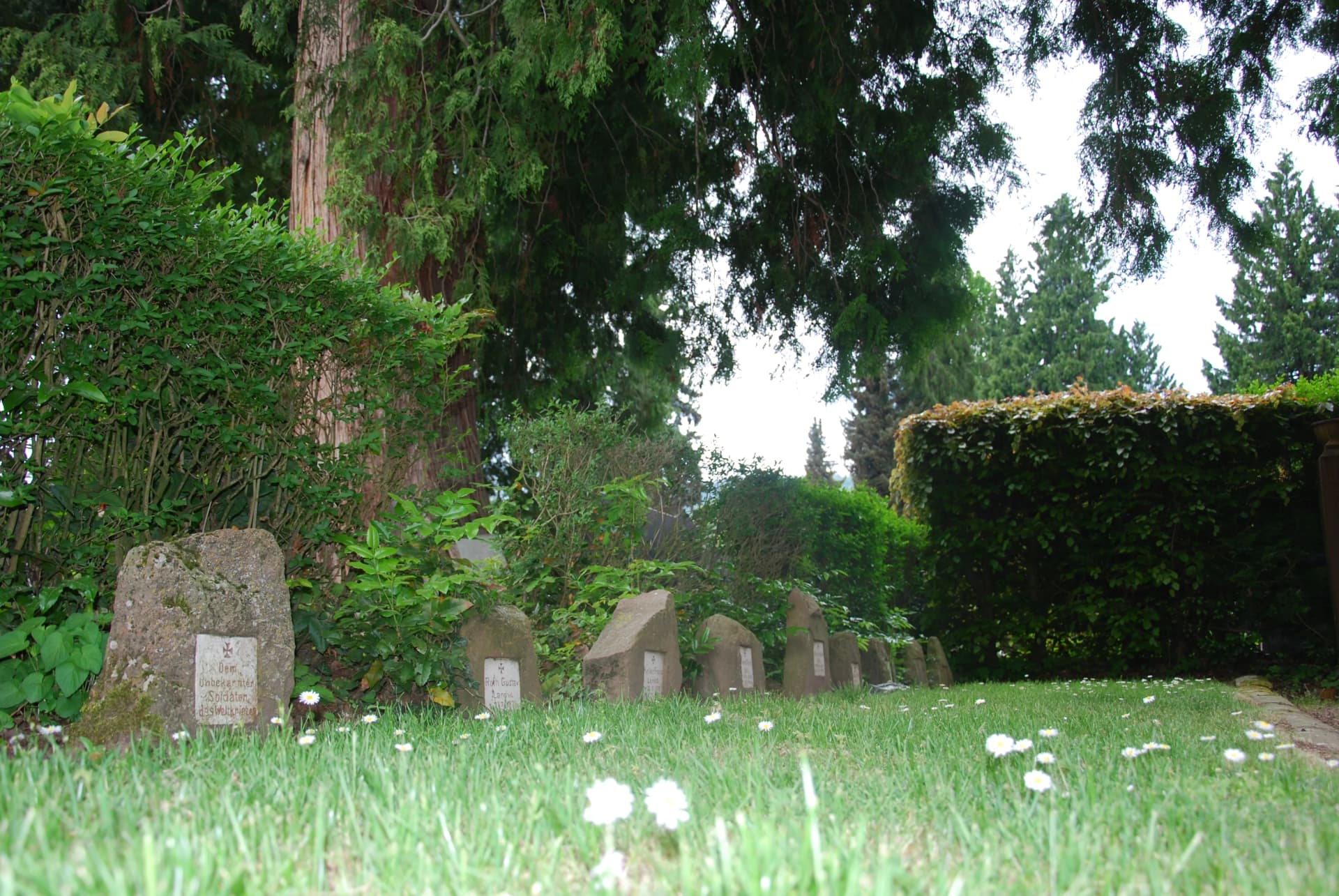 Reihe von Grabsteinen aus Naturstein auf einer Friedhofswiese, umgeben von Hecken und Bäumen.