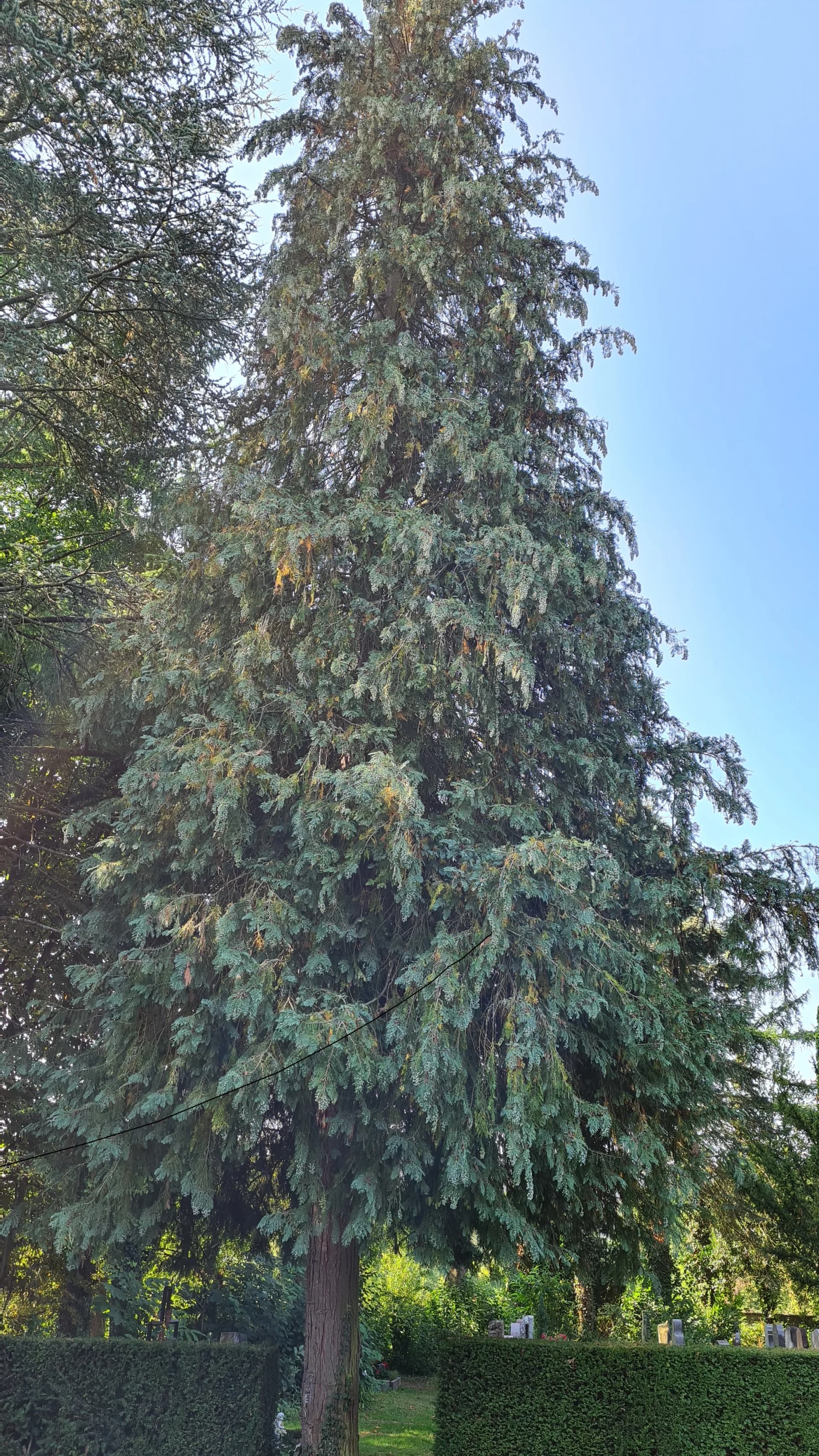 Hoher, schlank gewachsener Nadelbaum vor blauem Himmel, umgeben von Hecken