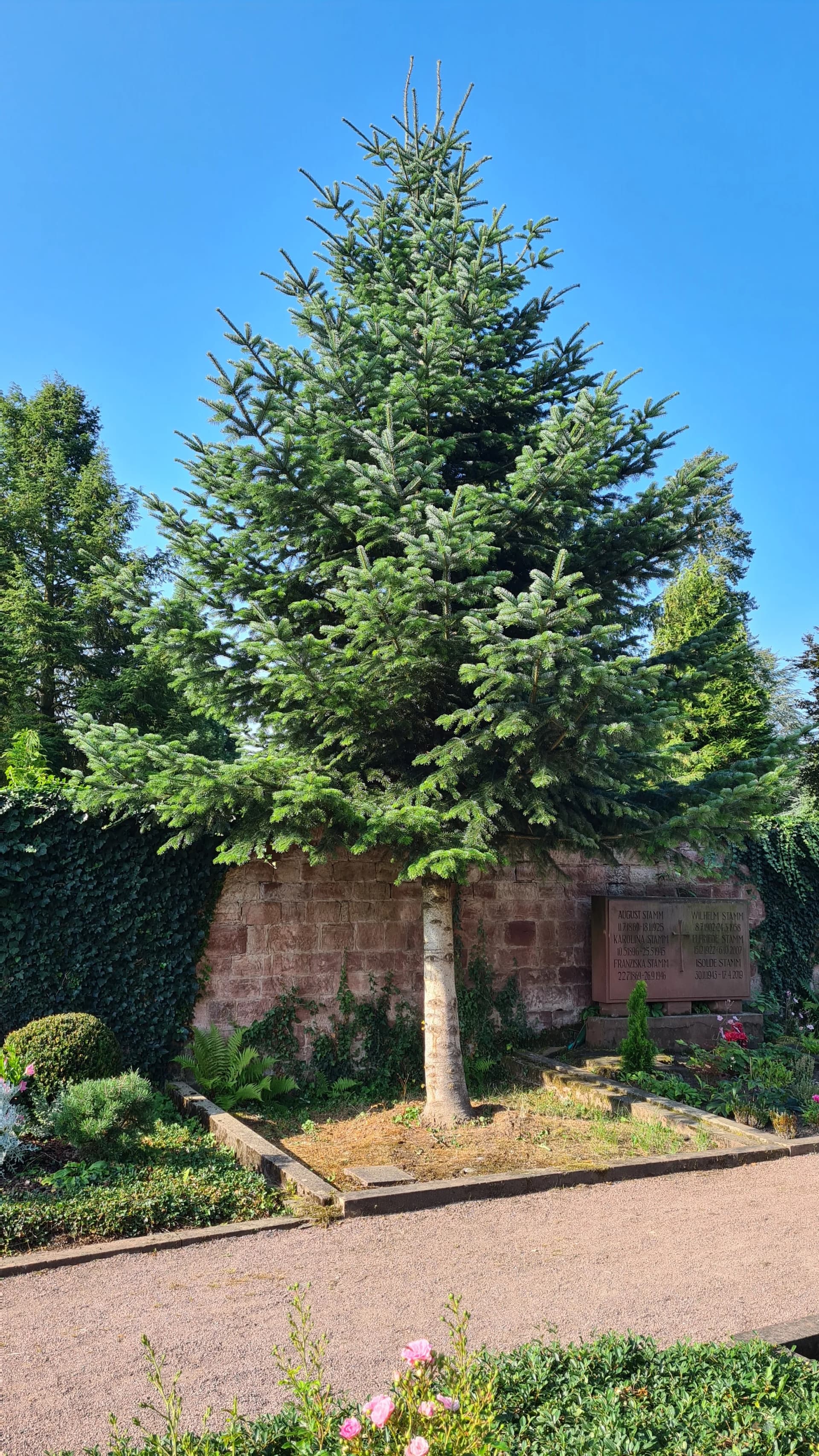 Große Nordmanntanne auf einem Friedhof vor einer Sandsteinmauer mit Gedenktafel