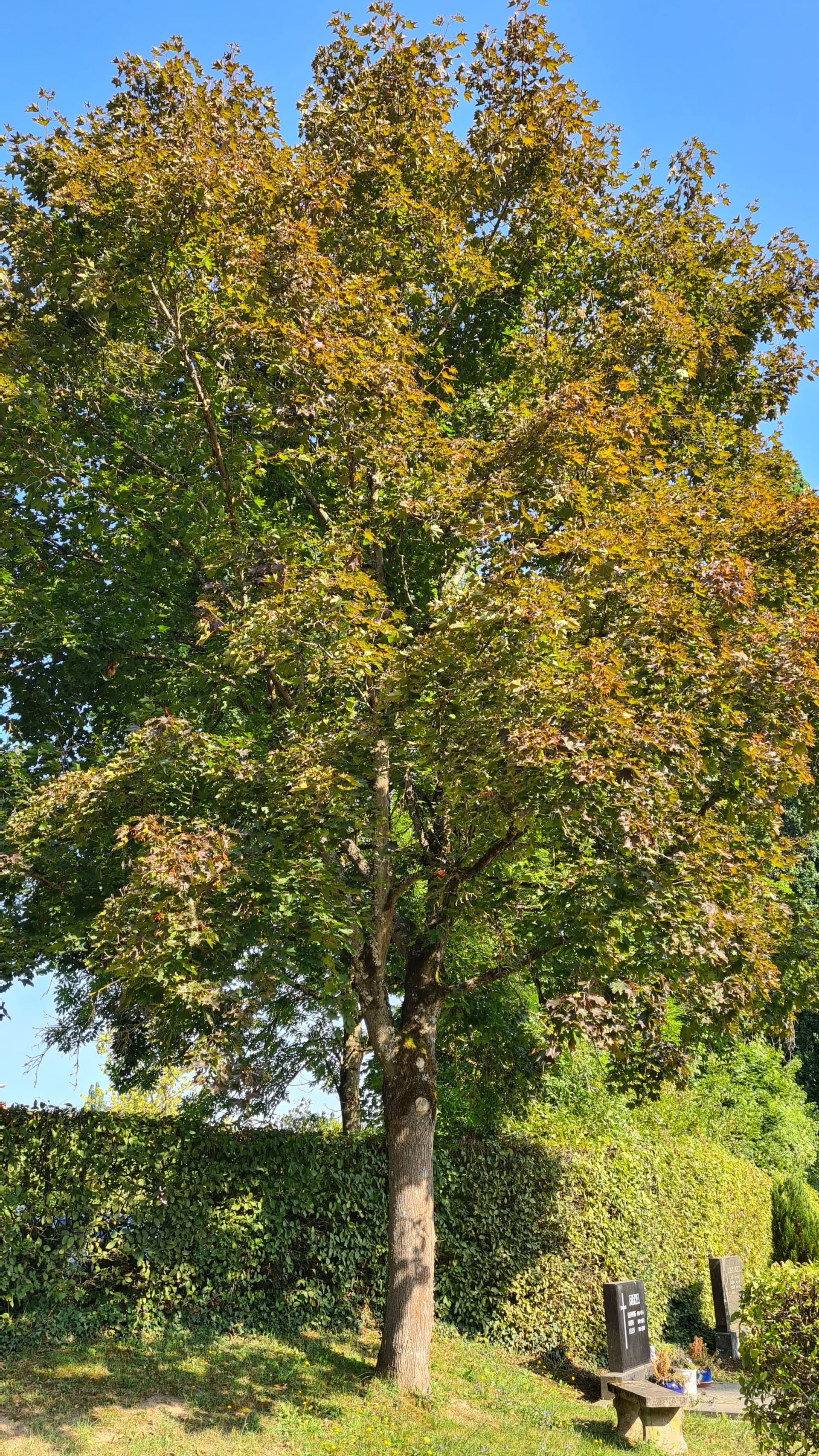 Großer Bergahorn mit teils herbstlich gefärbtem Laub neben einer Hecke und Grabsteinen auf einem Friedhof