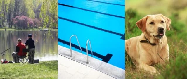 Bildcollage: Angler am See, Schwimmbecken mit Leiter, liegender Hund auf einer Wiese