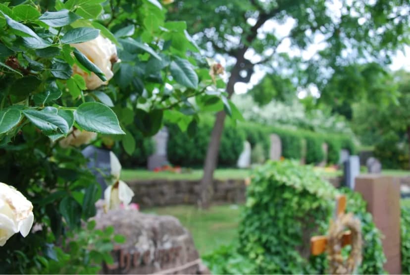Weiße Rosen an einem Grabstein, im Hintergrund Grabreihen mit Hecke auf einem Friedhof