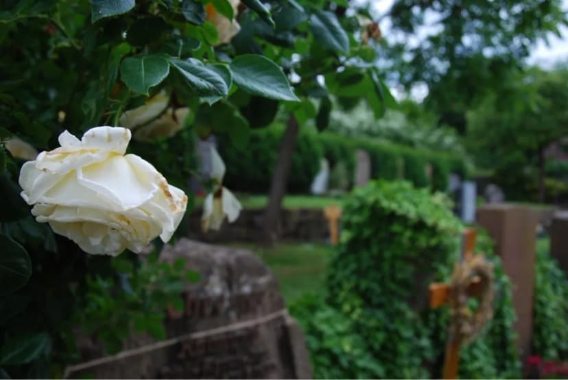 Weiße Rose an einem Grabstein auf einem Friedhof mit Grabreihen im Hintergrund