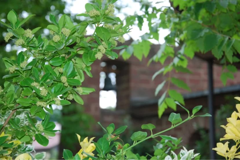 Grüne Zweige mit Blüten im Vordergrund, dahinter ein Glockenturm aus Backstein
