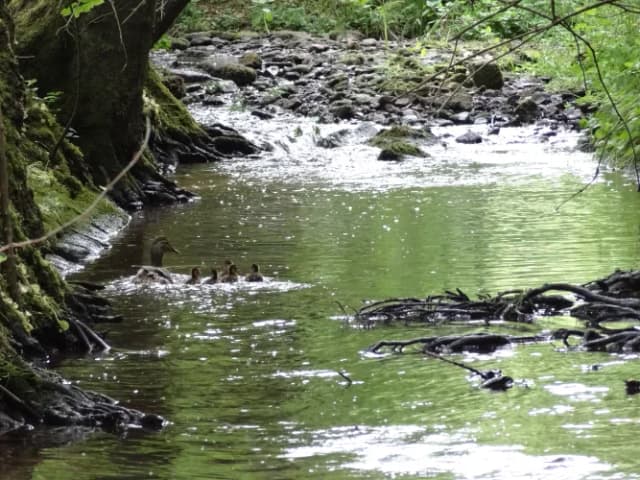 Eine Entenfamilie schwimmt im Fluss, der entlang des Wanderwegs über Halsbach nach Mariabuchen verläuft