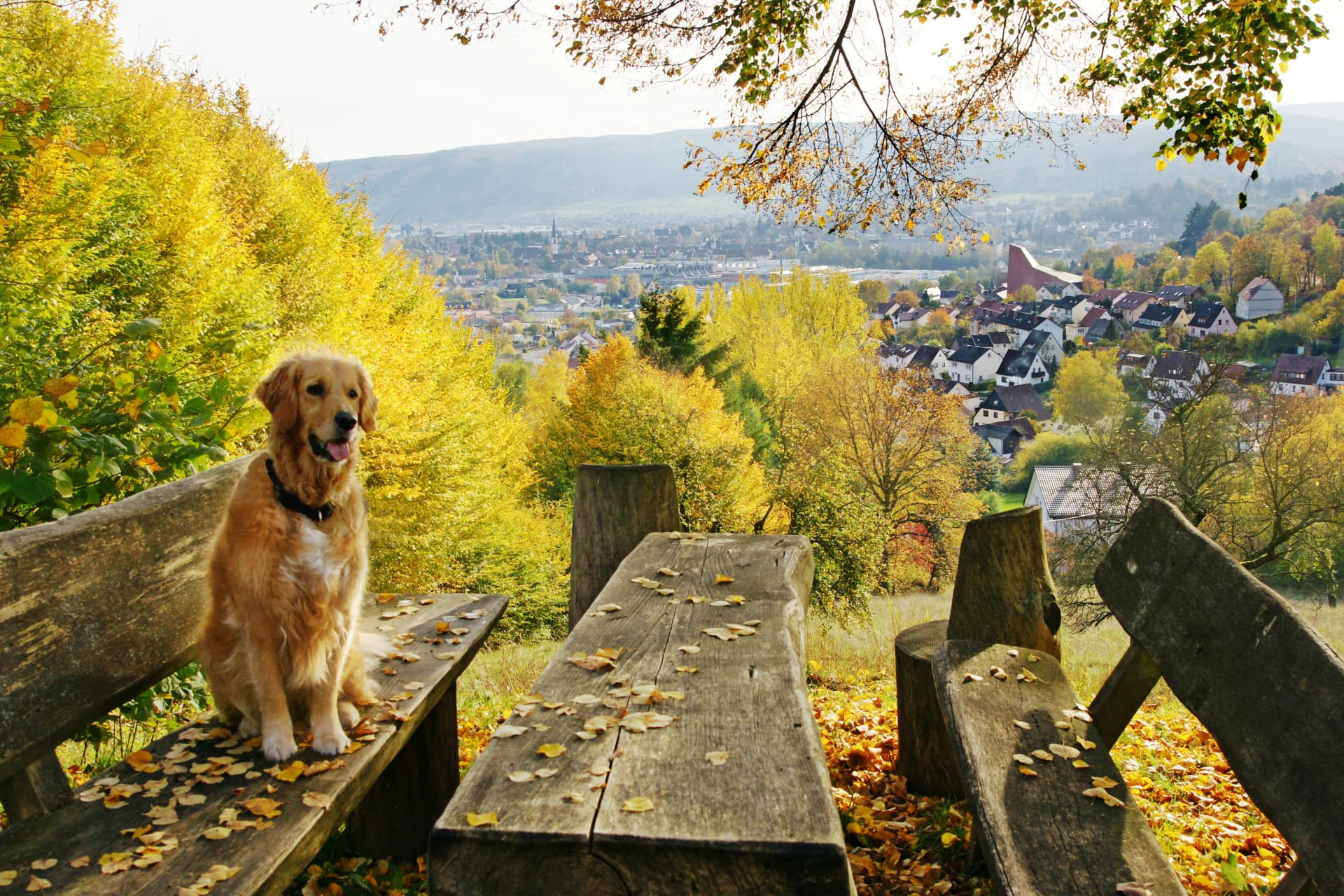 Rast am Beilstein. Ein Hund sitzt auf einer Bank im herbstlichen Wald. Im Hintergrund ist ein Ausblick auf Lohr zusehen.