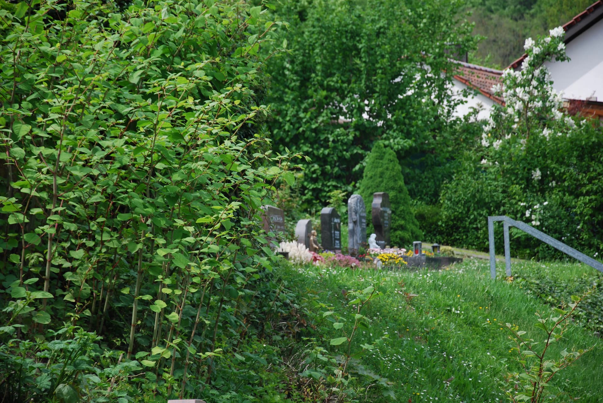 Grabsteine zwischen dichten Sträuchern und Bäumen auf einem Friedhof, im Hintergrund ein Gebäude