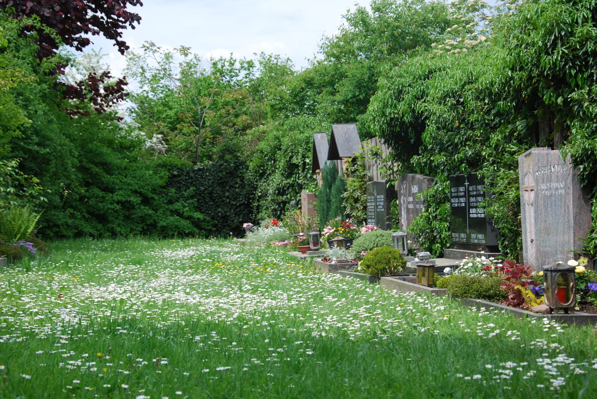 Friedhofsreihe mit Grabsteinen und bepflanzten Beeten neben einer blühenden Wiese, umgeben von Bäumen und Hecken.