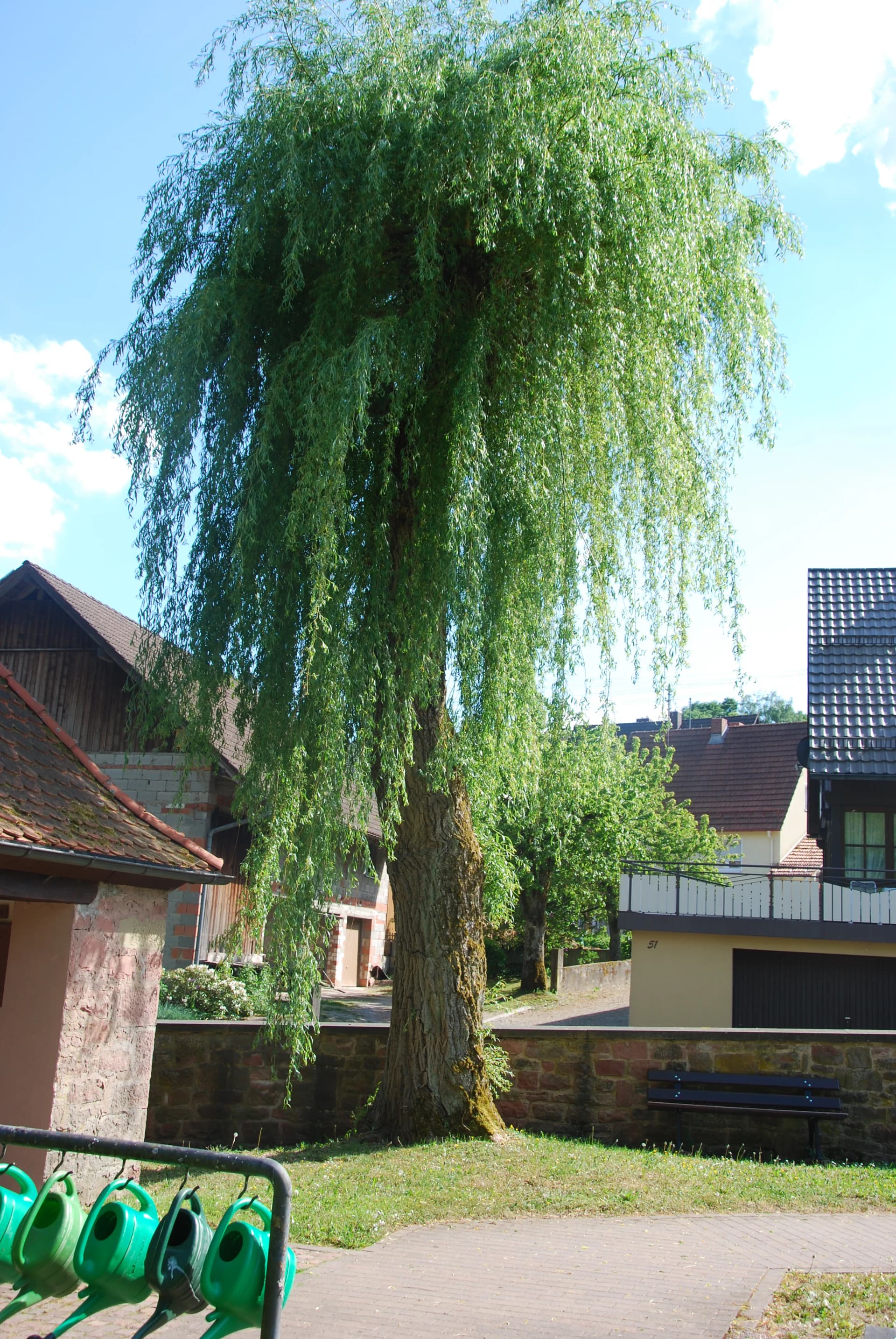 Großer Laubbaum mit dichter Krone in einem Innenhof zwischen Häusern mit Ziegeldächern