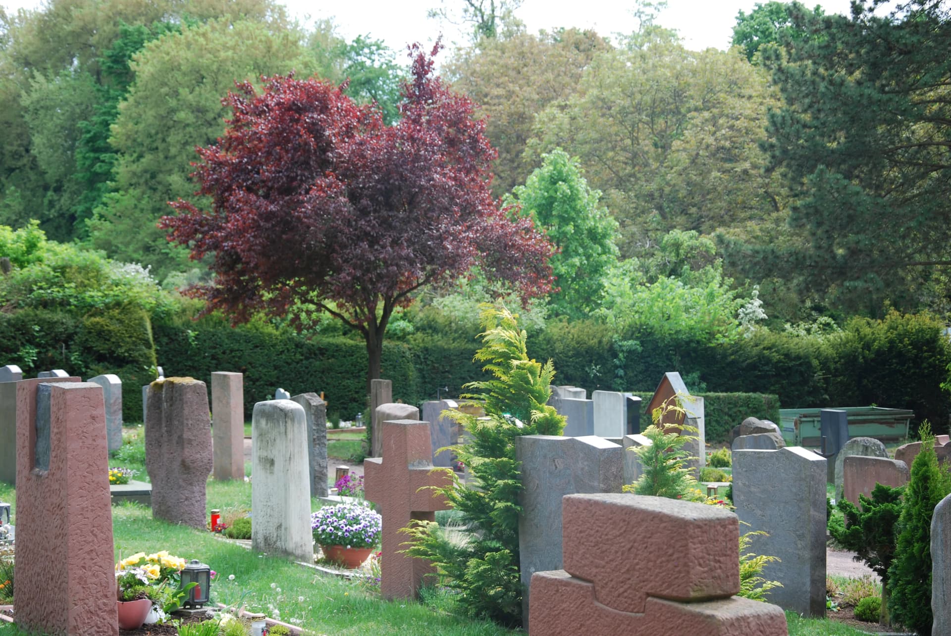 Friedhof mit Grabsteinen aus Stein, Blumenschmuck und einem rotlaubigen Baum im Hintergrund