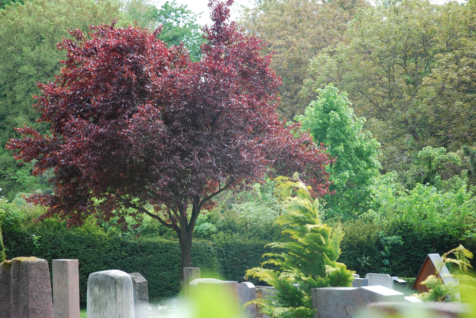 Rotlaubiger Baum zwischen Grabsteinen auf einem Friedhof, umgeben von grünen Bäumen und Hecken.