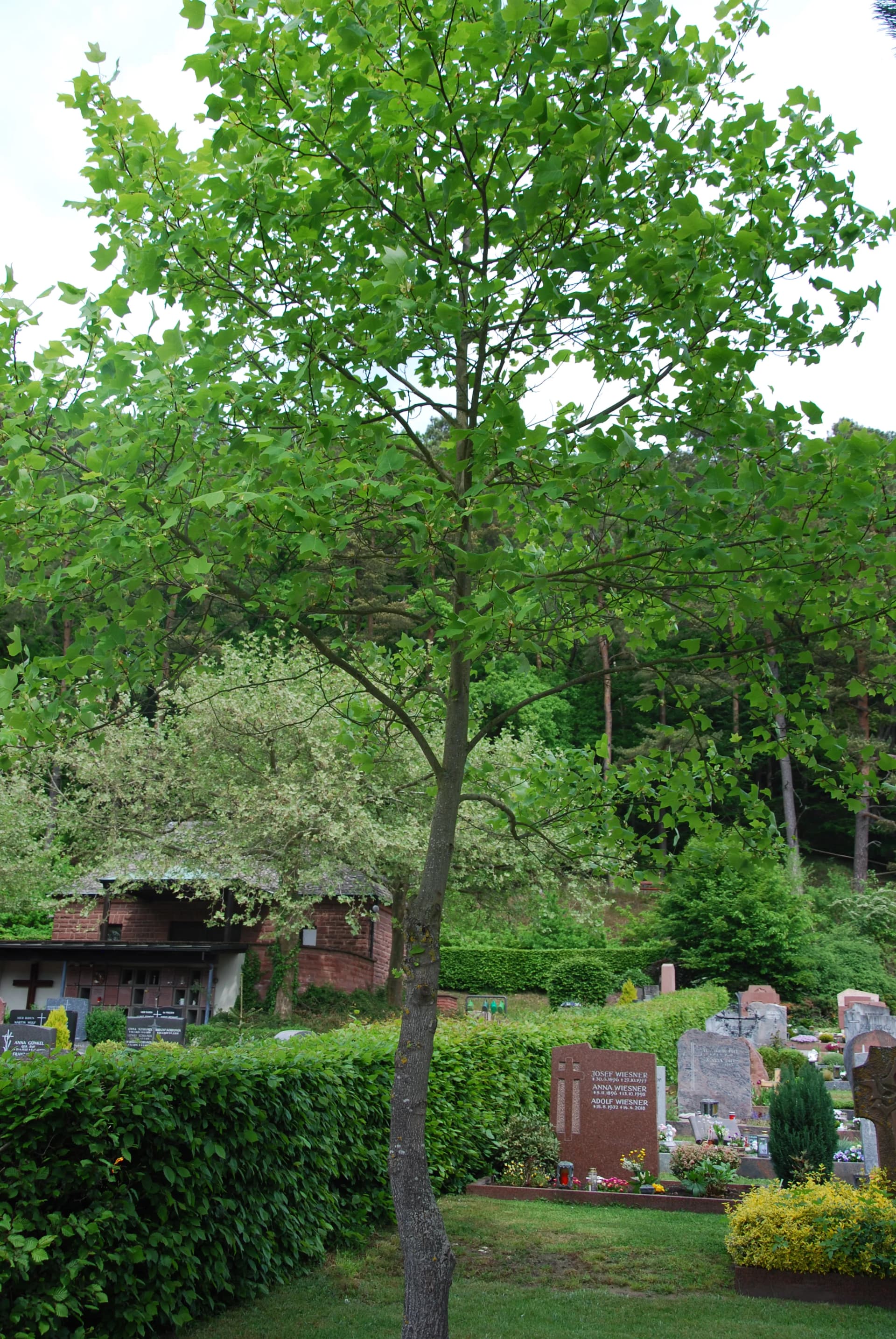 Friedhof mit Grabsteinen zwischen grünen Hecken unter einem großen Laubbaum.