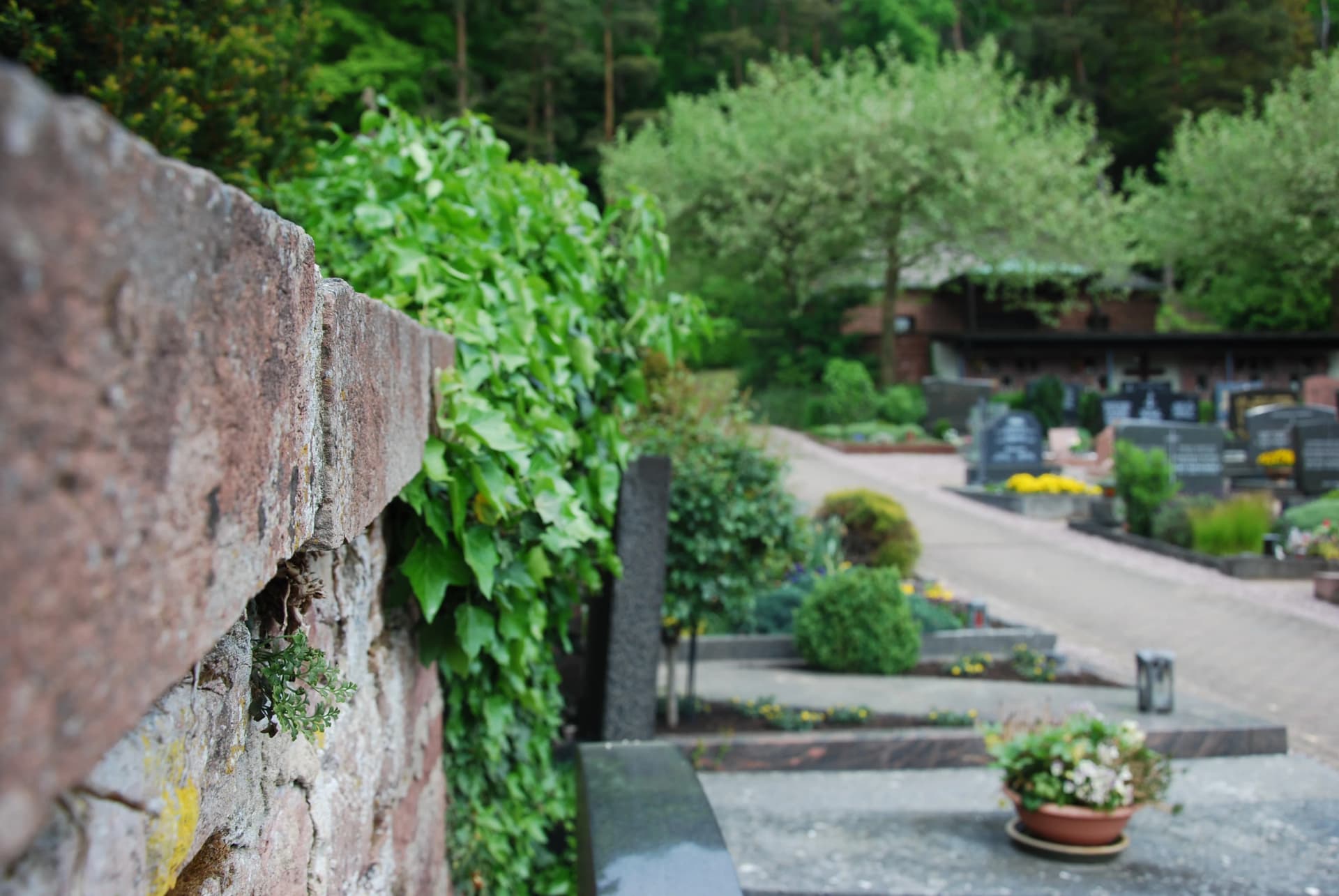 Friedhof mit efeubewachsener Sandsteinmauer und Blick auf Grabsteine zwischen Grünanlagen