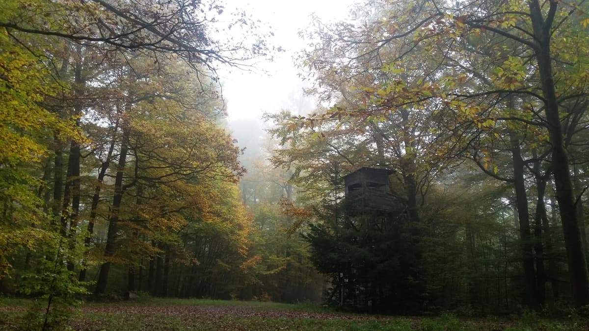 Blick auf den Spessartwald, durch den der Schneewittchenwanderweg führt.