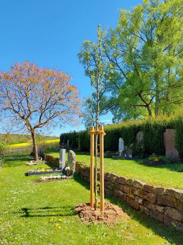 Neu gepflanzter, gestützter Jungbaum auf einem Friedhof neben einer Natursteinmauer, im Hintergrund Grabsteine, Hecke und blühende Bäume.