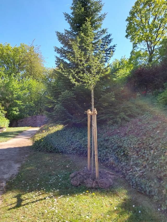 Neu gepflanzter, mit Holzpfählen gestützter junger Baum an einem Wegrand mit Efeu-Bewuchs
