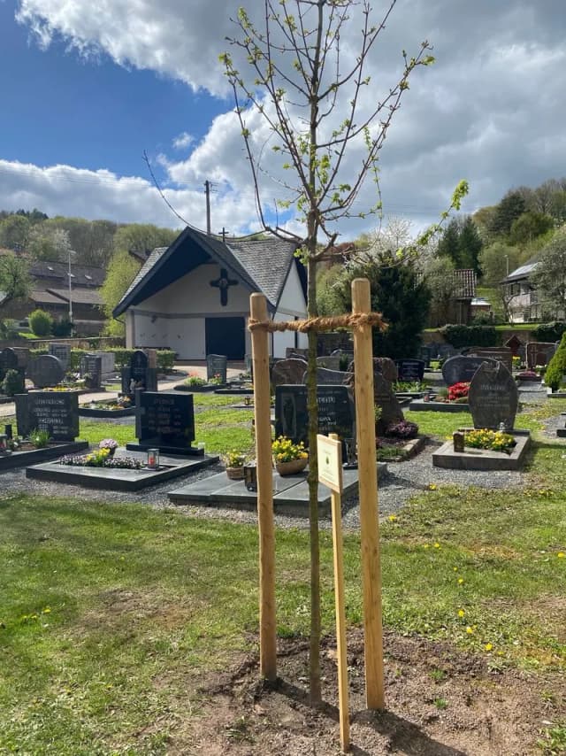 Neu gepflanzter, mit Holzpfählen gestützter Baum auf einem Friedhof mit Grabsteinen und Kapelle im Hintergrund