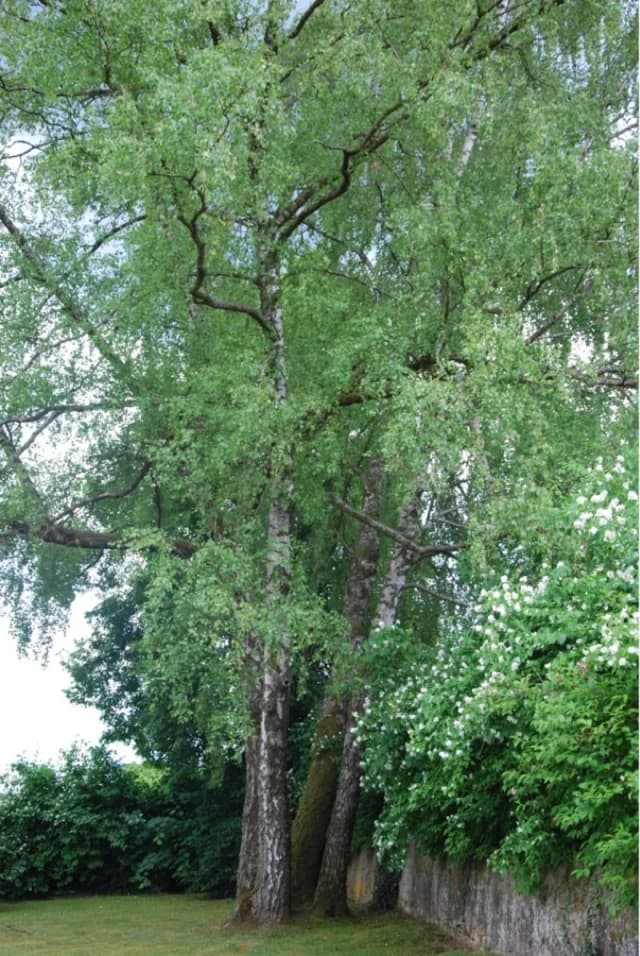 Große Hängebirke mit hellem Stamm und grünem Blätterdach in einem Garten, daneben eine weiß blühende Hecke