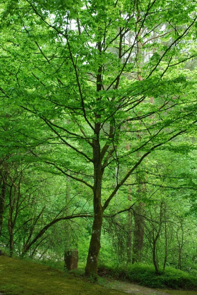 Laubbaum mit frischem grünen Blätterdach an einem Waldrand