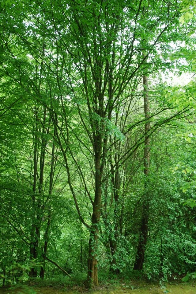 Dichter Laubwald mit hohen, schlanken Bäumen und frischem grünen Blattwerk