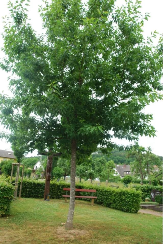 Großer Baum mit dichter Krone auf einem Friedhof, davor eine Bank und ein Kreuz vor einer Hecke