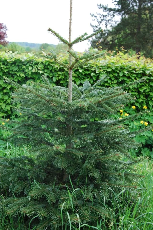 Junge Nadelbaum-Pflanze mit Stützstab vor einer grünen Hecke im Garten