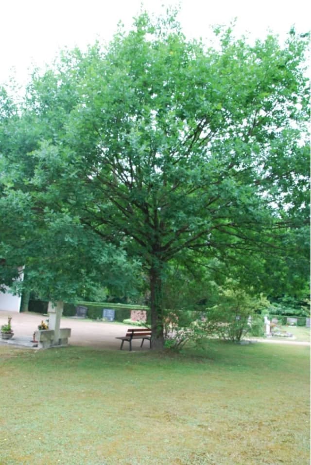 Großer Baum mit dichter Krone auf einem Friedhof, darunter eine Bank und ein Grabkreuz