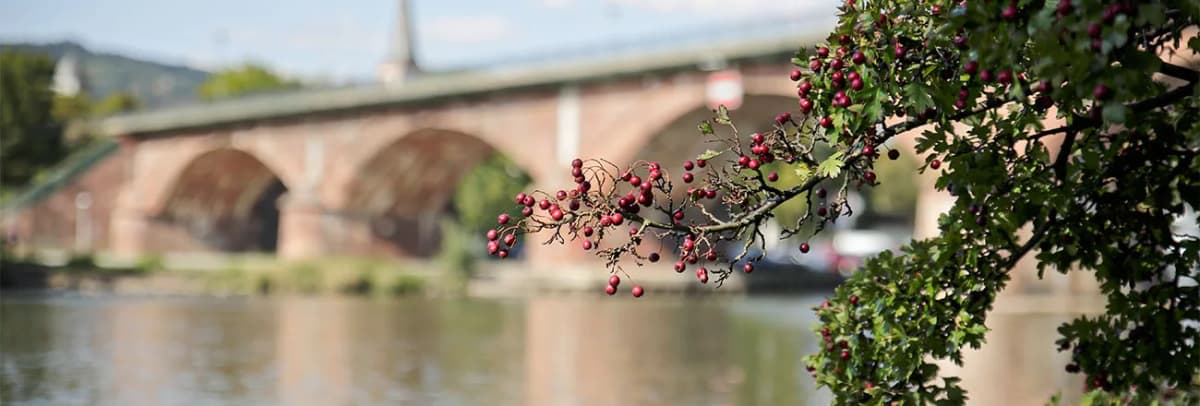 Zweig mit roten Beeren vor einer steinernen Flussbrücke über den Main