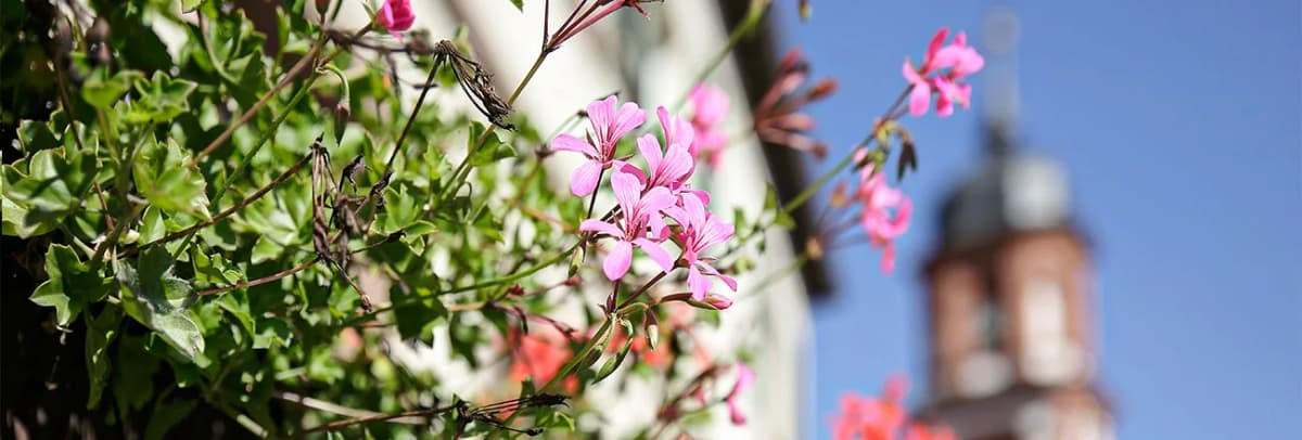 Rosa blühende Geranien vor einem Kirchturm im Hintergrund