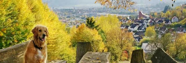 Golden Retriever auf Aussichtspunkt mit Blick über den herbstlichen Stadtteil Lindig im Tal