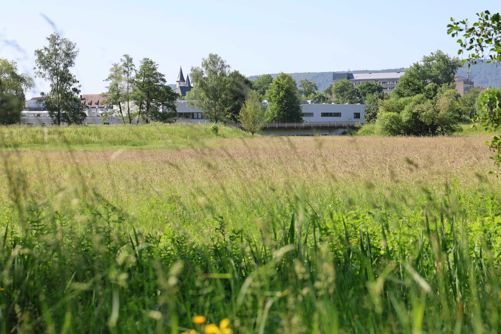Ein Blick auf eine Wiese im Lohrer Naherholungsgebiet "Wöhrde"