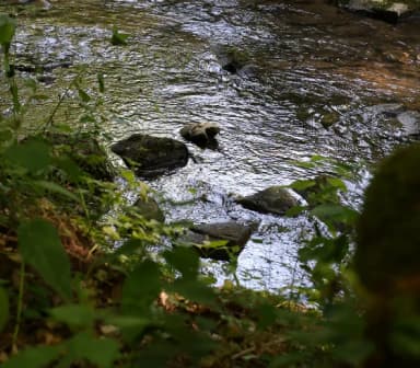 Entlang des Lohrer Wasserweges liegt der Mühltahlbach.